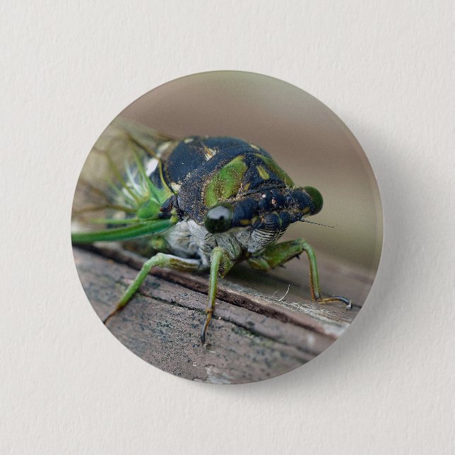 Cicada Knapp (Framsida)