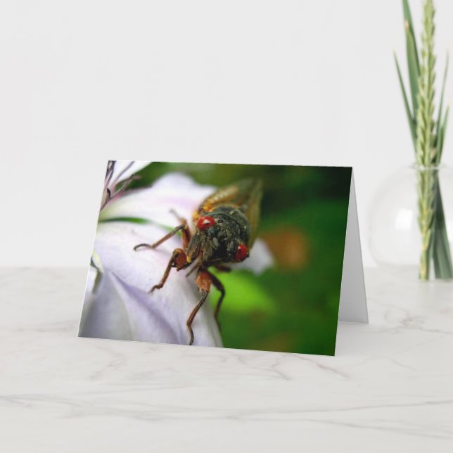 Cicada Kort (Framsida)