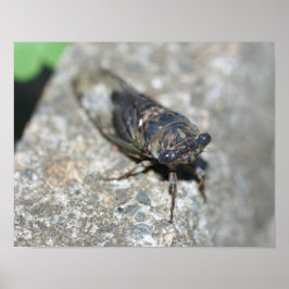 Cicada Kryp Up Close Insekt Poster