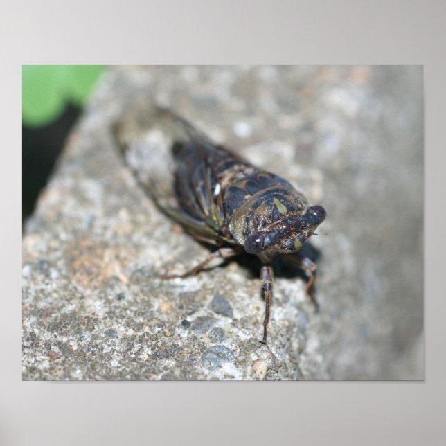 Cicada Kryp Up Close Insekt Poster (Framsidan)