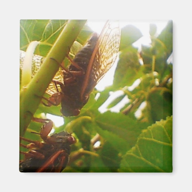 Cicada Magnet (Framsidan)