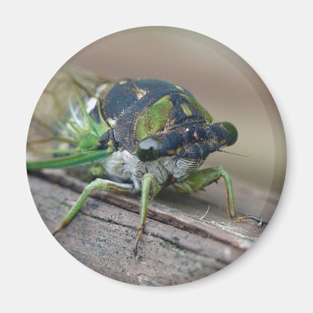 Cicada Magnet (Framsidan)