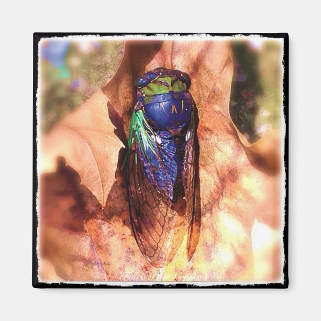 Cicada Magnet (Framsidan)