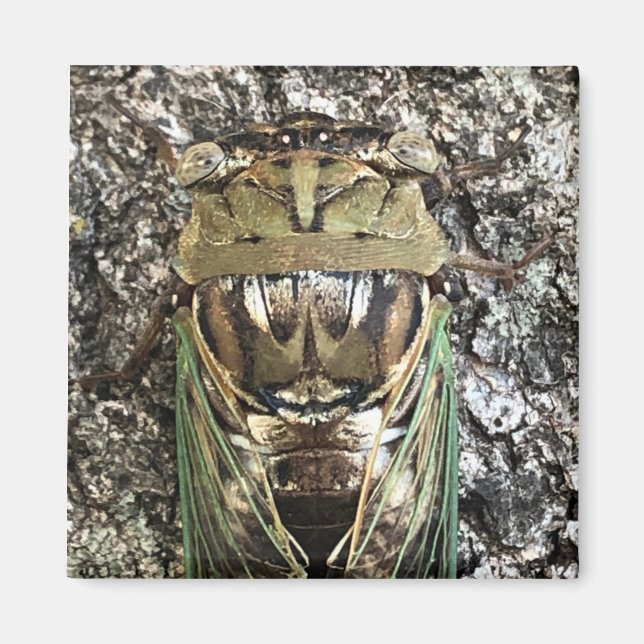 Cicada Magnet (Framsidan)