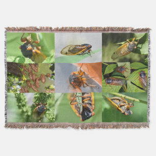 Cicada Mania kastar filt