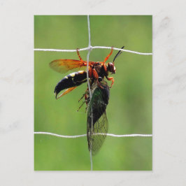 Cicada-mördaren höll död cicada vykort