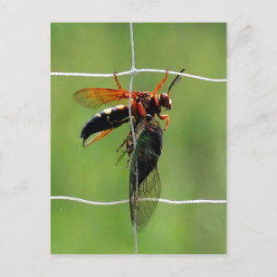 Cicada-mördaren höll död cicada vykort