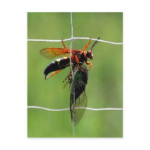 Cicada-mördaren höll död cicada