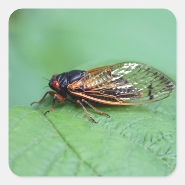 Cicada Photo Fyrkantigt Klistermärke (Framsida)