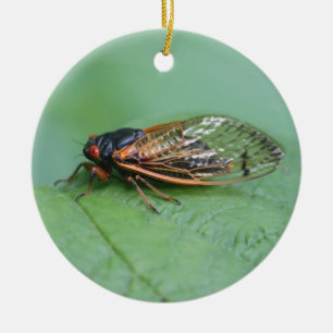 Cicada Photo Julgransprydnad Keramik