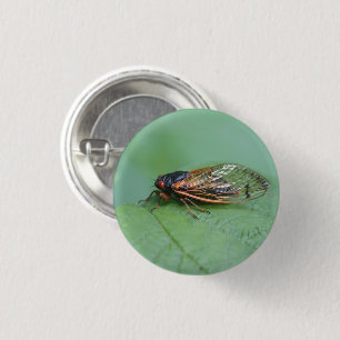 Cicada Photo Knapp