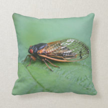 Cicada Photo