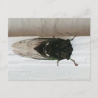 Cicada Photo Vykort