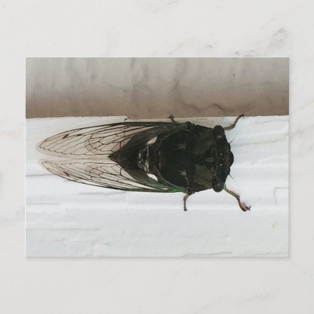 Cicada Photo Vykort (Framsida)