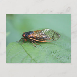 Cicada Photo Vykort