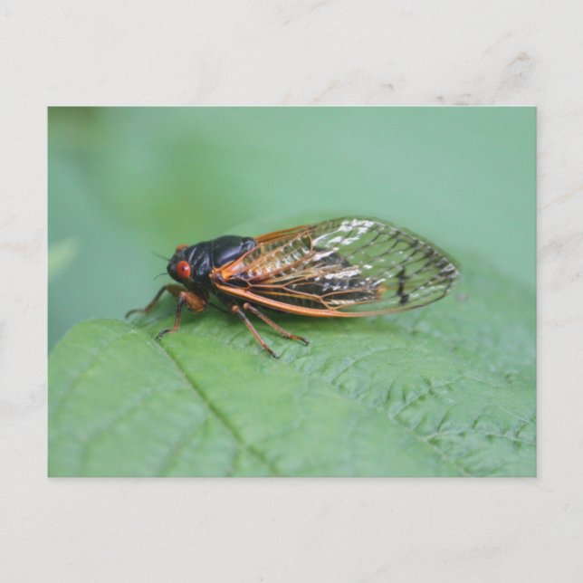 Cicada Photo Vykort (Framsida)