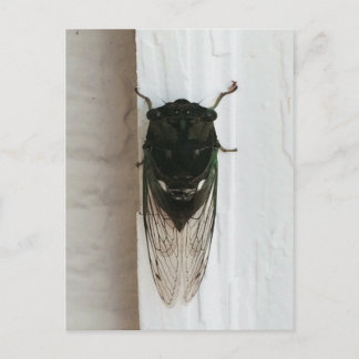 Cicada Photo Vykort