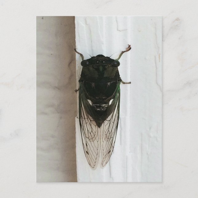 Cicada Photo Vykort (Framsida)
