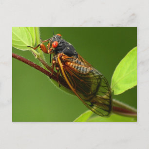 Cicada Postcard Vykort
