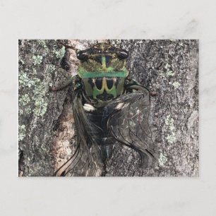 Cicada Postcard Vykort