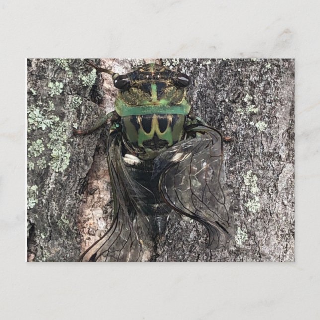 Cicada Postcard Vykort (Framsida)