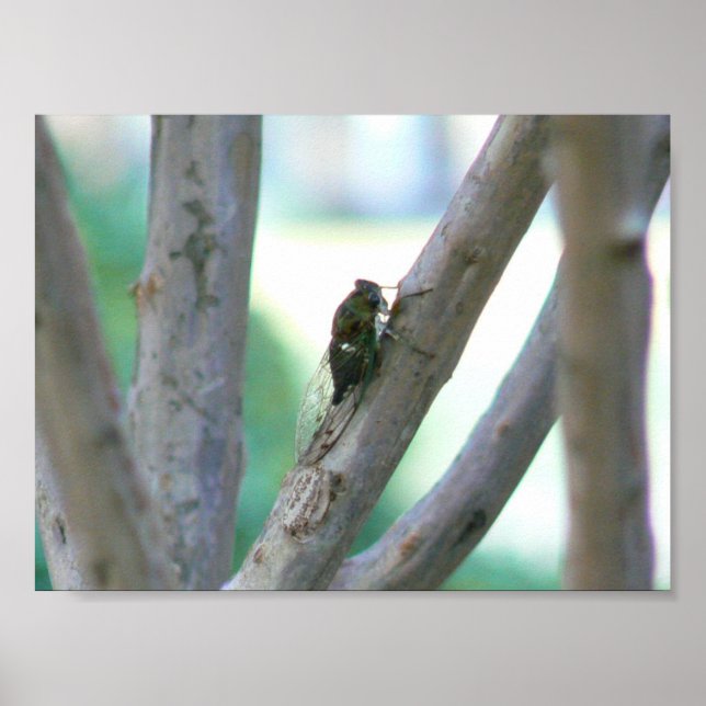 Cicada Poster (Framsidan)