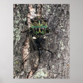 Cicada Poster
