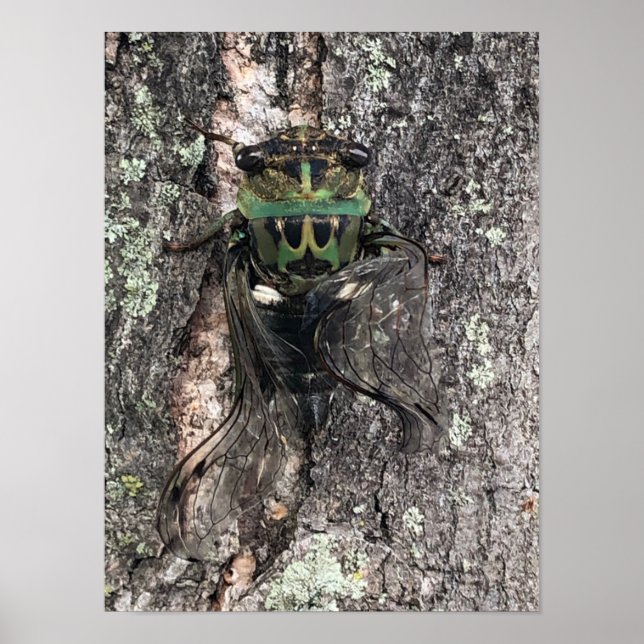 Cicada Poster (Framsidan)