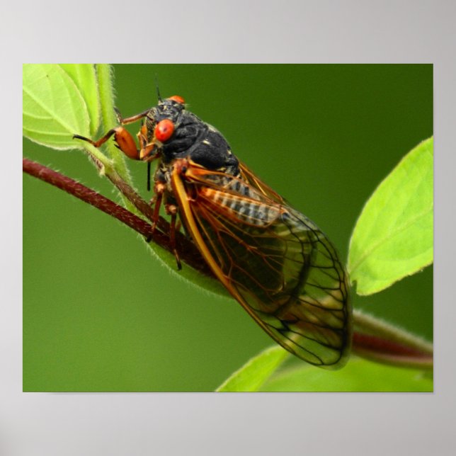 Cicada Print Poster (Framsidan)