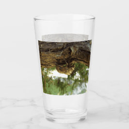 Cicada snäcka. Det hade bråttom. Glaskopp