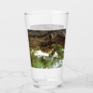 Cicada snäcka. Det hade bråttom. Glaskopp