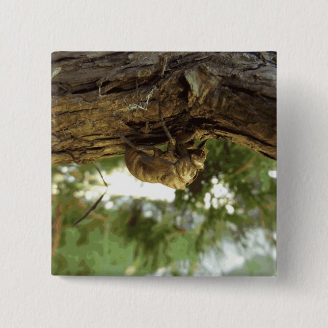 Cicada snäcka. Det hade bråttom. Knapp (Framsida)