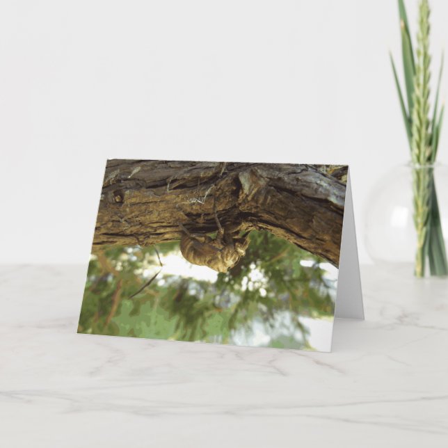 Cicada snäcka. Det hade bråttom. Kort (Framsida)