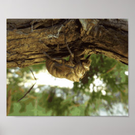 Cicada snäcka. Det hade bråttom. Poster