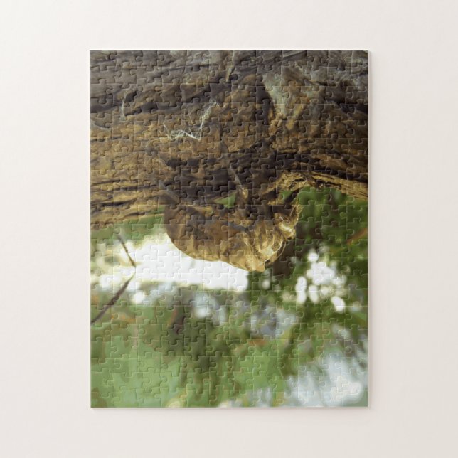 Cicada snäcka. Det hade bråttom. Pussel (Vertikal)