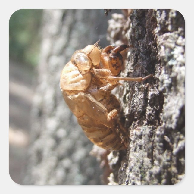 Cicada Snäcka Sticker Fyrkantigt Klistermärke (Framsida)