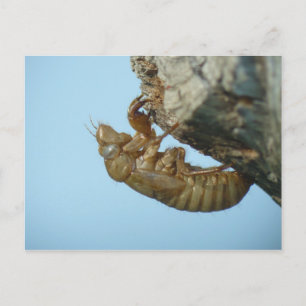 Cicada Snäcka. Vykort