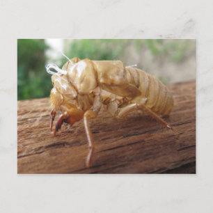 Cicada Snäcka Vykort