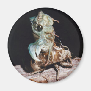 Cicada som uppstått ur Snäckan Magnet