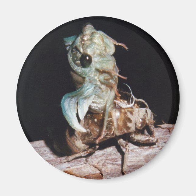 Cicada som uppstått ur Snäckan Magnet (Framsidan)
