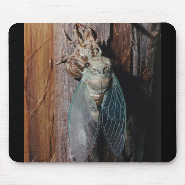 Cicada torkar sin vingar musmatta (Framsidan)