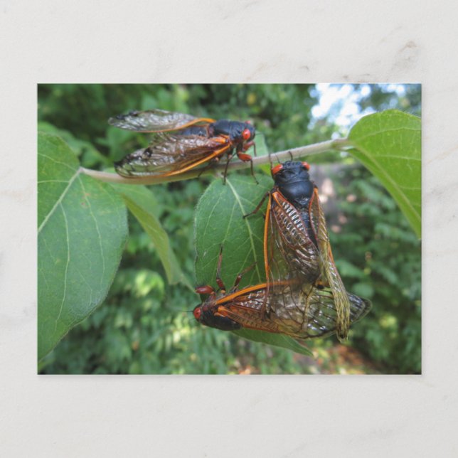 Cicada Trio Vykort (Framsida)