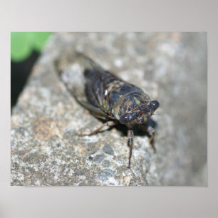 Cicada Up Close Insekt Poster