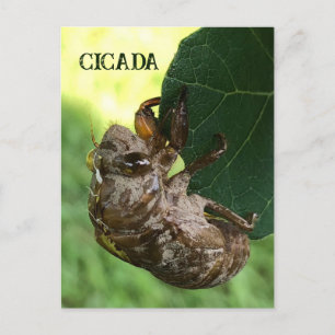 Cicada - vykort