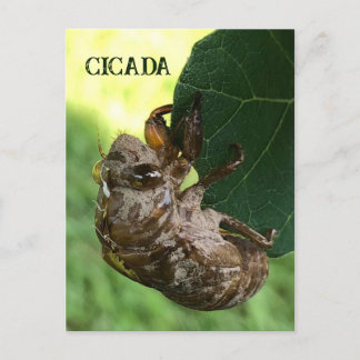 Cicada - vykort
