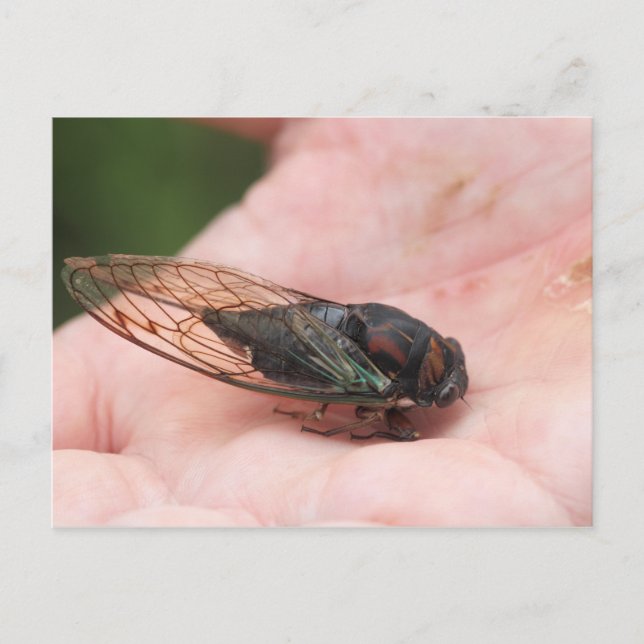 Cicada Vykort (Framsida)