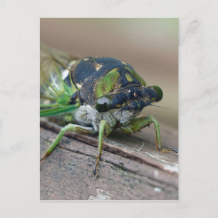 Cicada Vykort