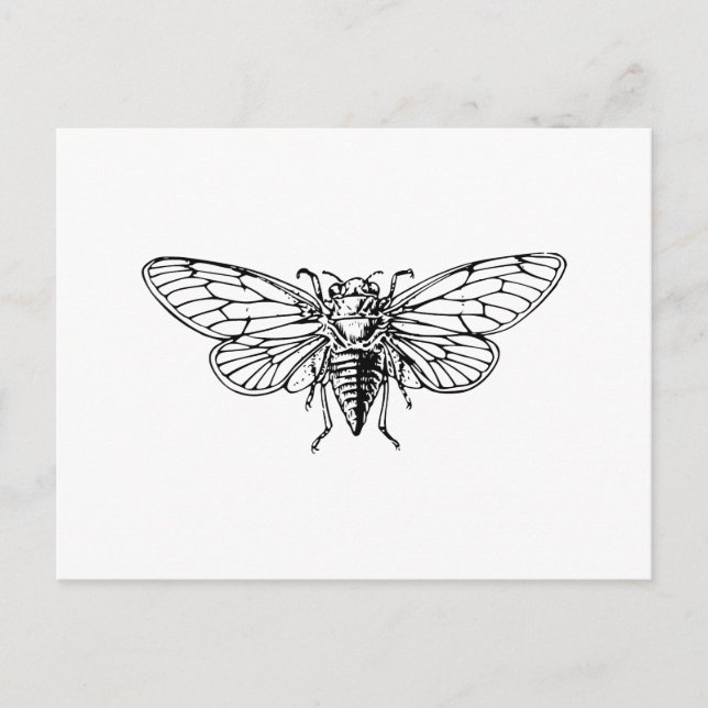 Cicada Vykort (Framsida)