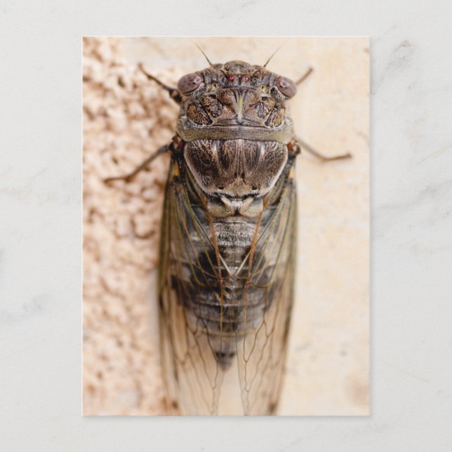 cicada vykort (Framsida)