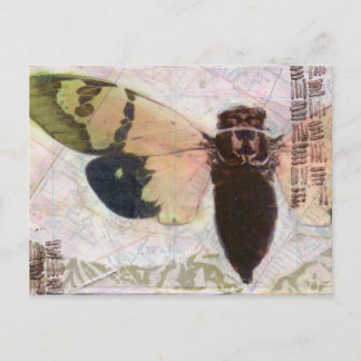 Cicada-vykort Vykort
